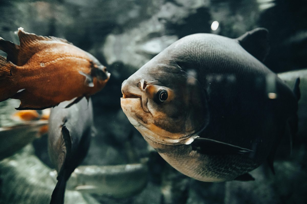 10 Best Aquatics & Fish Keeping Shopify Stores (2026)