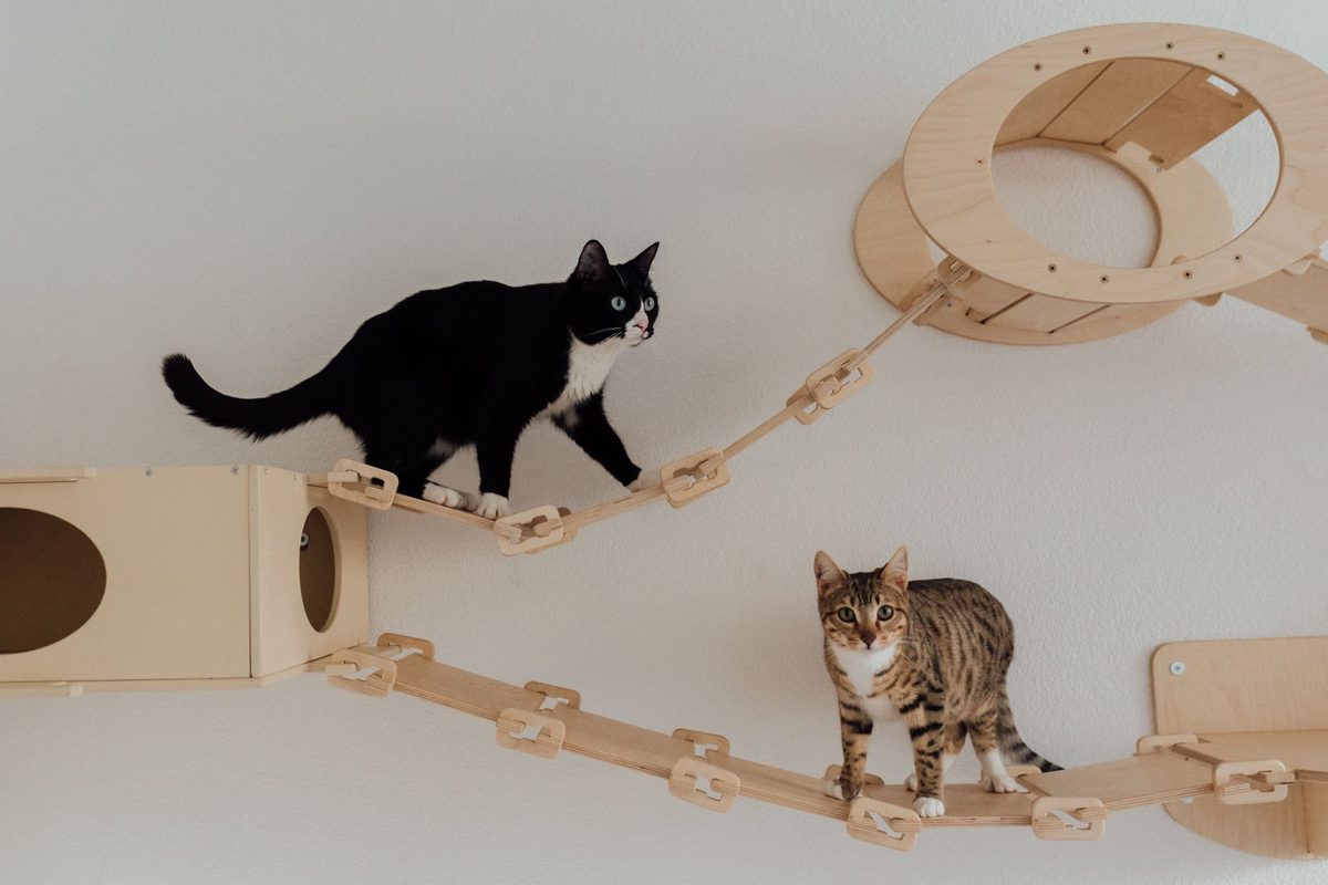 10 Best Cat Accessories & Supplies Shopify Stores (2026)