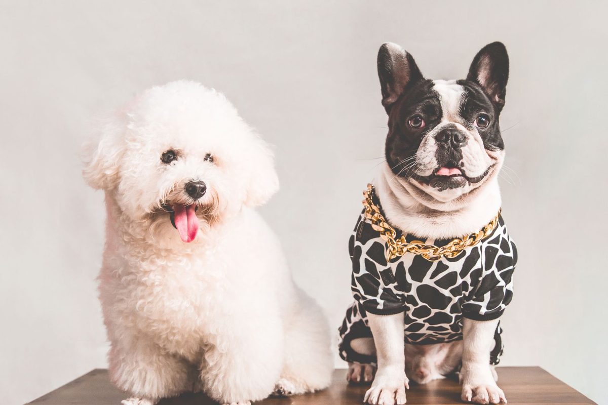 10 Best Dog Accessories & Supplies Shopify Stores (2026)