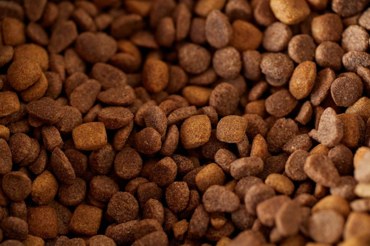 Shopify for Pet Brands: How to Sell Pet Food, Accessories, and Supplies Online